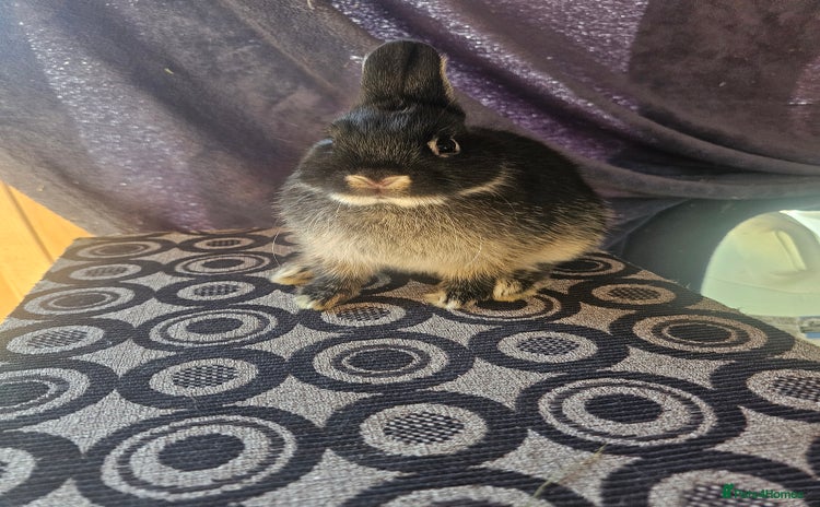 Netherland Dwarf rabbits - Advert 4