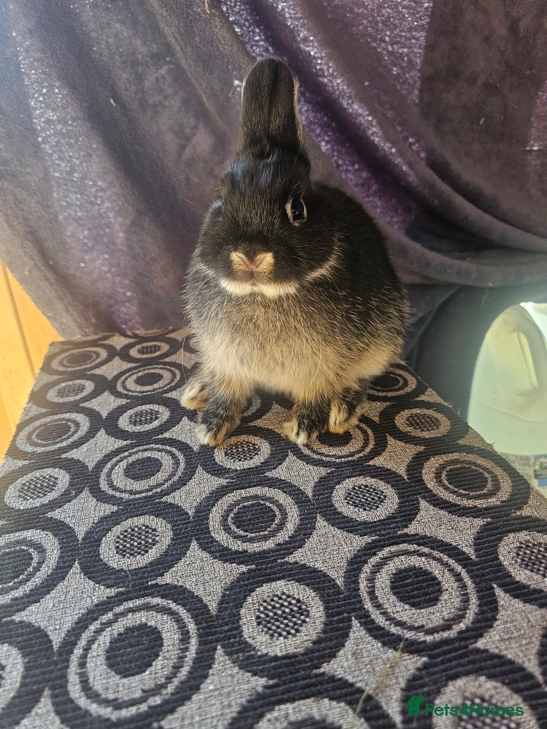 Netherland Dwarf rabbits for sale: Netherland dwarf rabbits bred from show stock  - Image 2