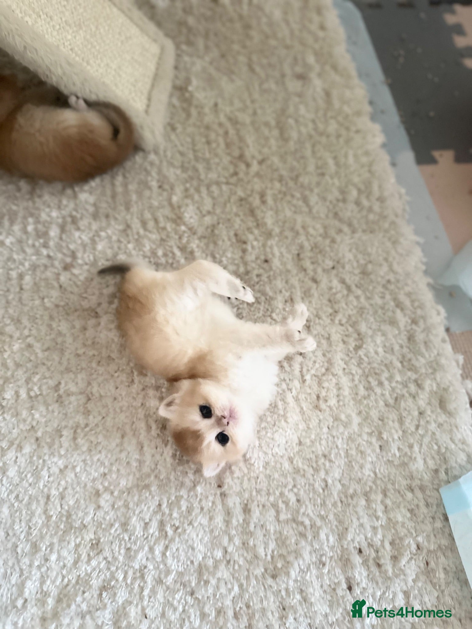 British Shorthair cats Gorgeous GCCF registered British shorthair Gold. - Advert 2