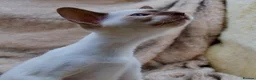 Siamese cats for sale: Stunning GCCF Siamese & Oriental Kittens - Advert 4