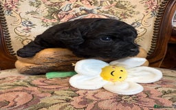 Shihpoo dogs for sale: ✨ Beautiful Shihpoo Puppies ✨  - Image 6