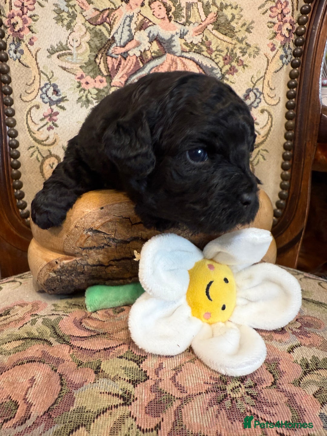 Shihpoo dogs for sale: ✨ Beautiful Shihpoo Puppies ✨  - Image 6