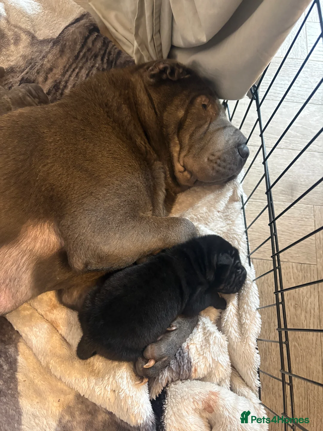 Shar Pei dogs for sale: sharpei puppys  - Advert 4