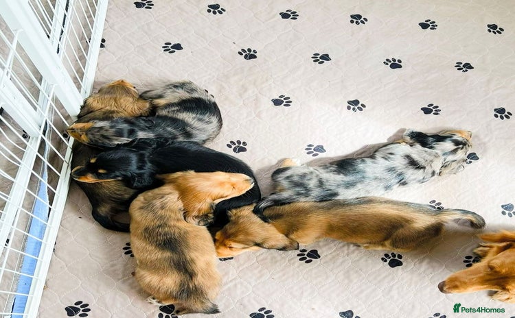 Miniature Dachshund dogs - Advert 1
