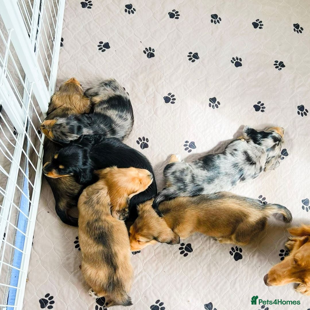 Miniature Dachshund dogs for sale: 7 Mini Dachshunds - Image 1