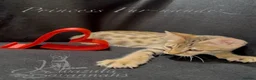 Savannah cats for sale: 2 and 3 months old. Tica Regist. Savannahs - Advert 22