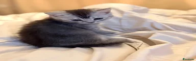 Kitten 2 ♥️