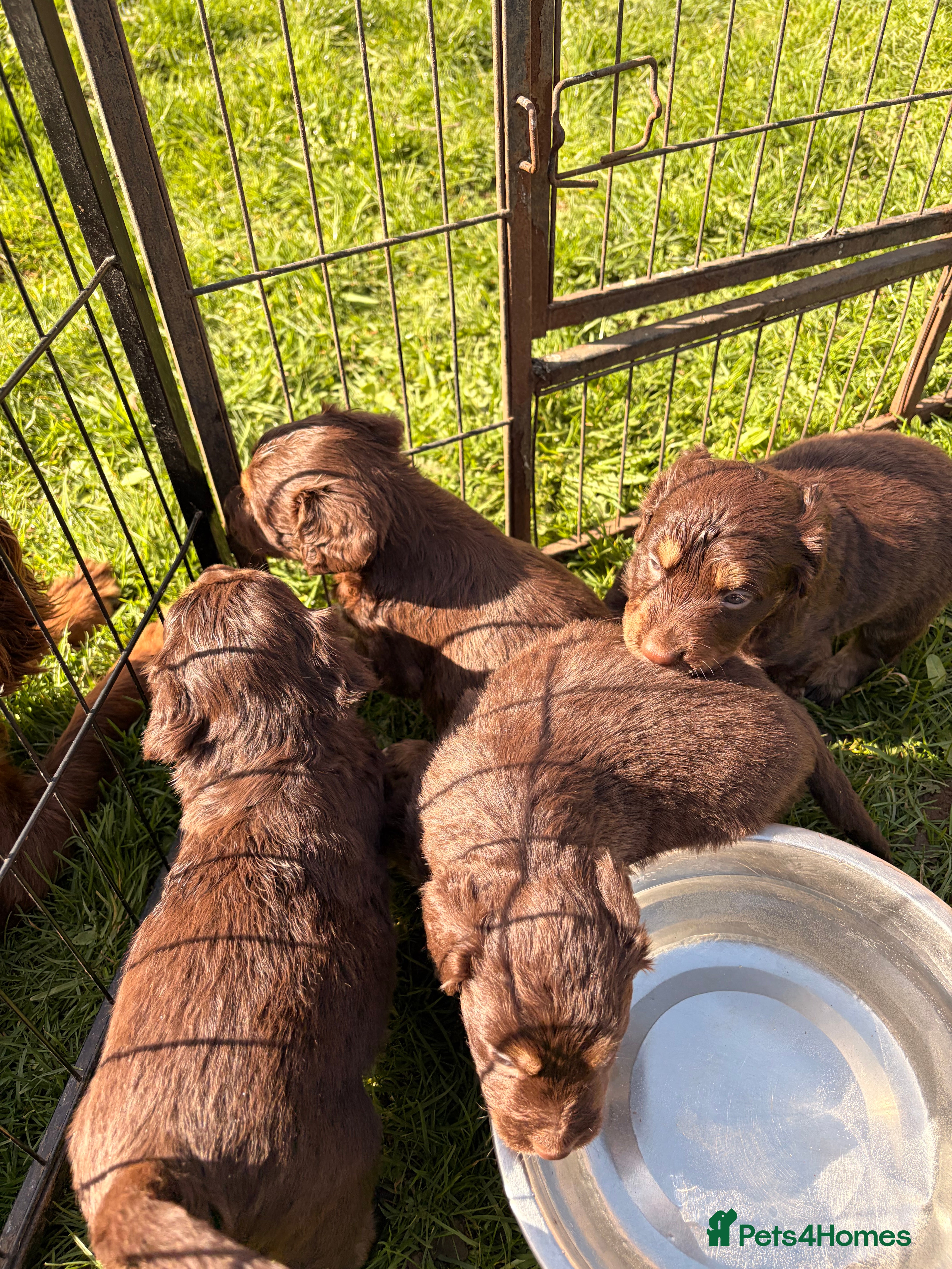 Cocker Spaniel dogs STUNNING WORKING COCKER SPANIEL PUPS.  - Advert 2