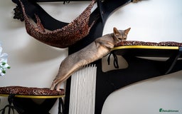 Abyssinian cats for sale: Elegant Abyssinian Kittens Champion Lines 🏆 🥇  - Image 9