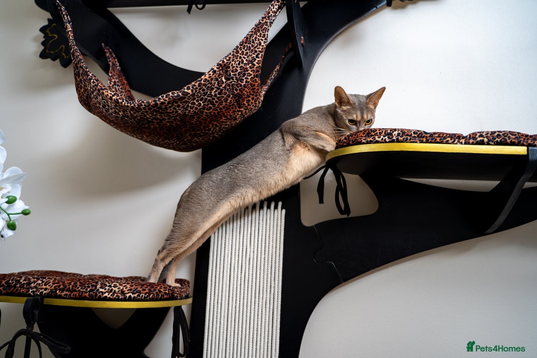 Abyssinian cats for sale: Elegant Abyssinian Kittens Champion Lines 🏆 🥇  - Image 9