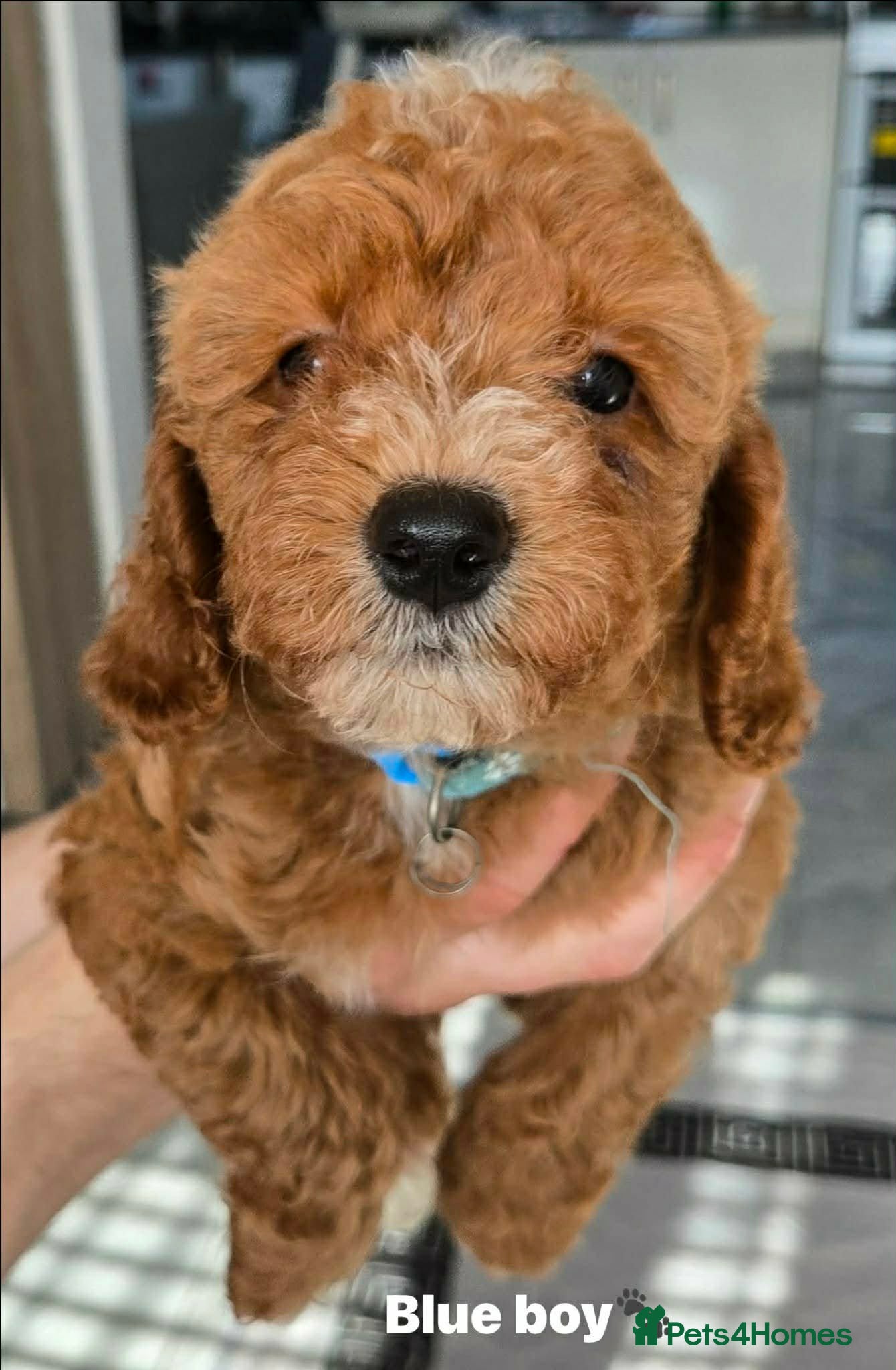 Cavapoo dogs  Only 3 left! |F1B Cavapoo | DNA Tested Mum - Advert 7