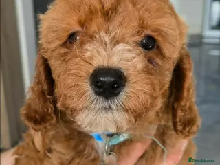 Cavapoo dogs Only 3 left! |F1B Cavapoo | DNA Tested Mum - Advert 7