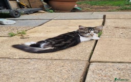 Mixed Breed cats for sale: 2 Beautiful female Kittens for sale. - Image 1