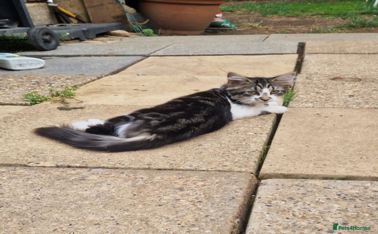 Mixed Breed cats - Advert 5