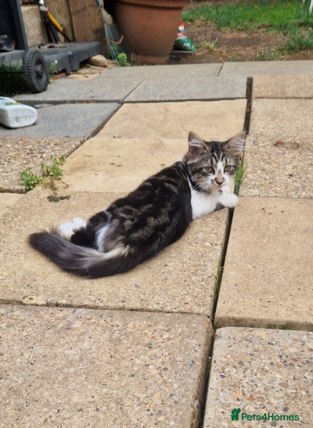 Mixed Breed cats for sale: 2 Beautiful female Kittens for sale. - Image 1