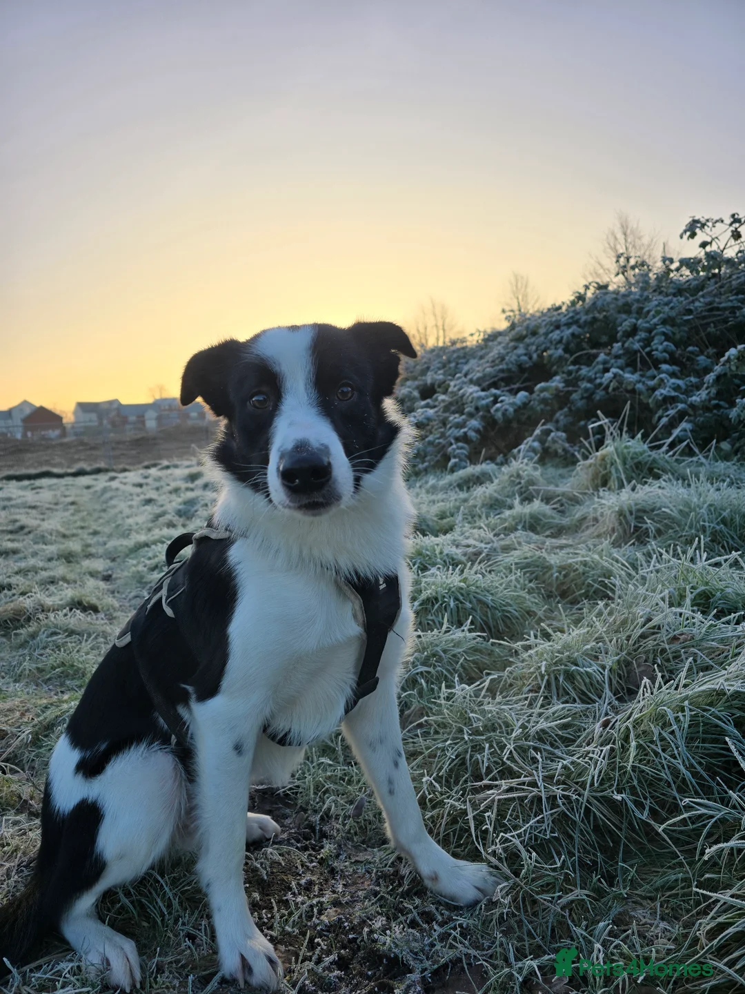 Mixed Breed dogs for sale: Doberman x Collie pups! - Advert 3