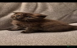 Scottish Fold cats for sale: Scottish fold x Siamese  - Image 2