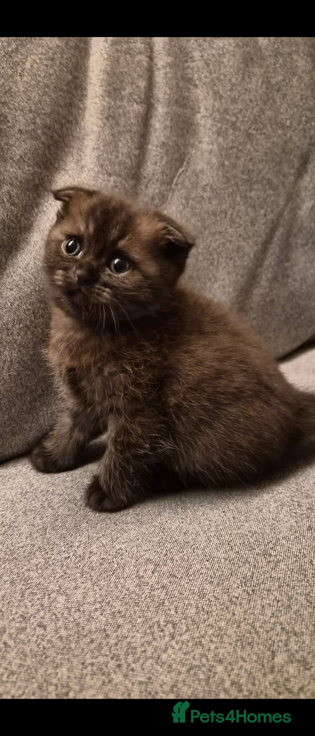 Scottish Fold cats for sale: Scottish fold x Siamese  - Image 2