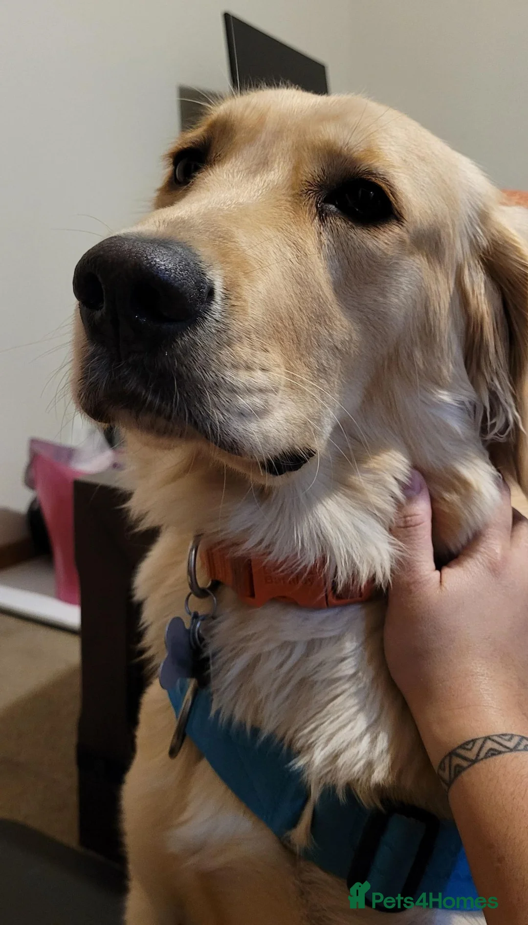 Golden Retriever dogs for sale: Gentle golden looking for a new family. in Taunton - Advert 2