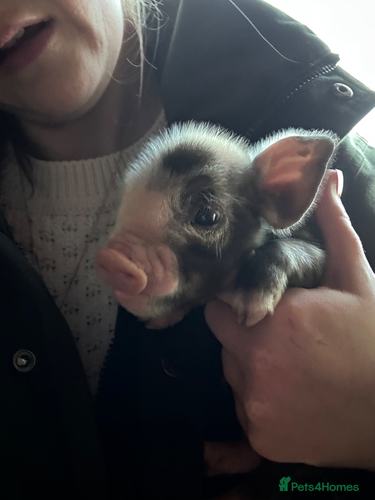 Pig livestock Tiny Micropigs Rare American Bloodlines stay small - Advert 2