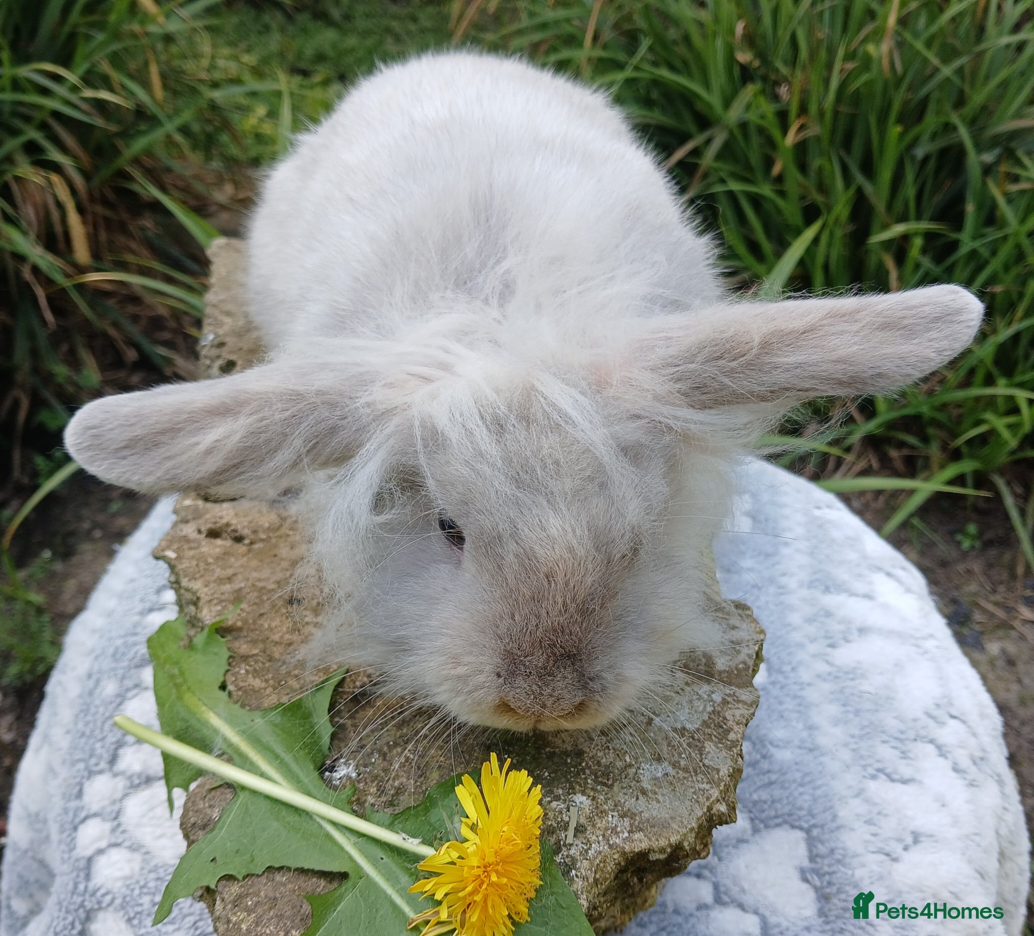 Mini Lion Lop rabbits Stunning DM Lionhead x minilop baby rabbit - Advert 4