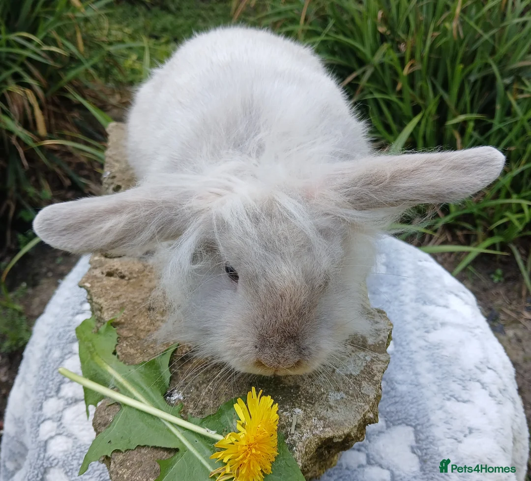 Mini Lion Lop rabbits for sale: Stunning DM Lionhead x minilop baby rabbit - Advert 1