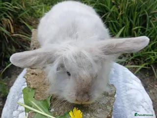 Mini Lion Lop rabbits Stunning DM Lionhead x minilop baby rabbit - Advert 6