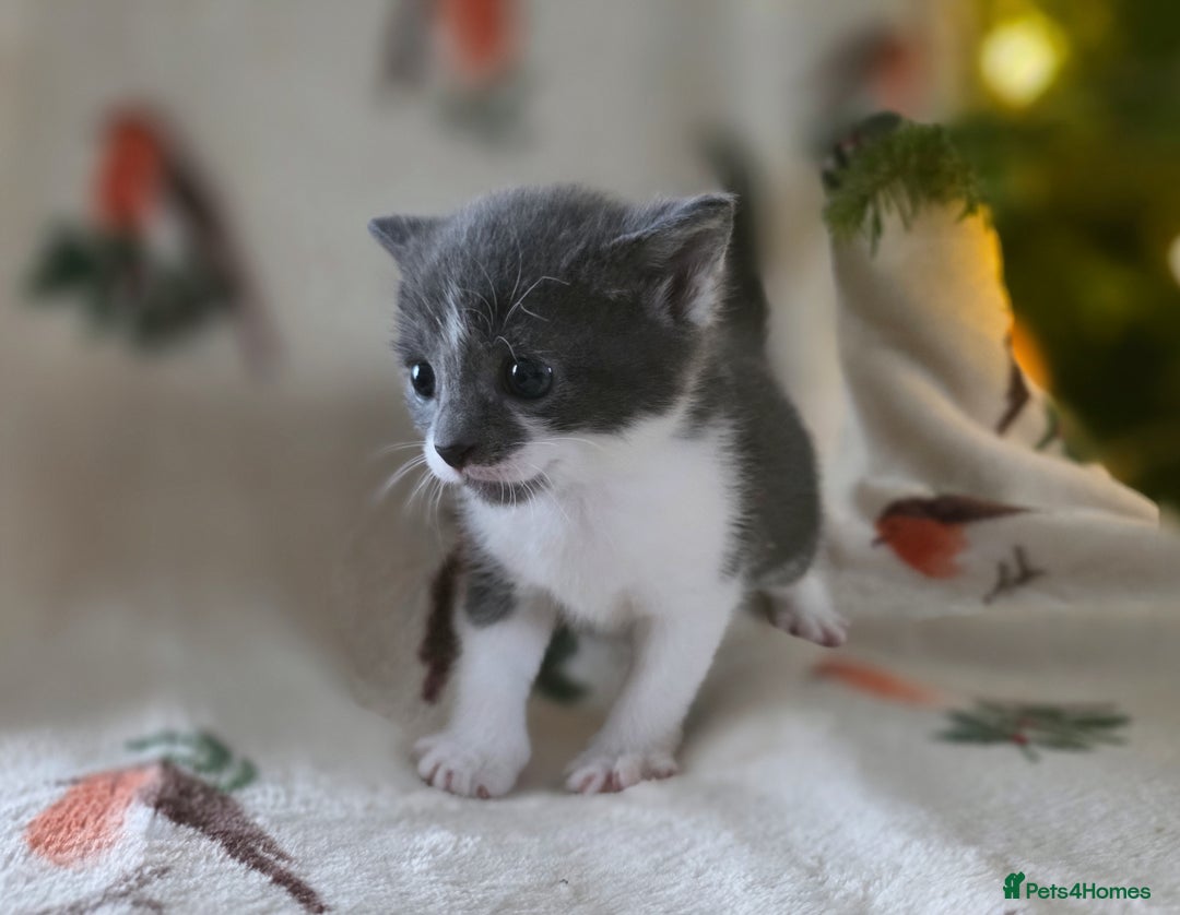 Mixed Breed cats for sale: Gorgeous kittens - Advert 4