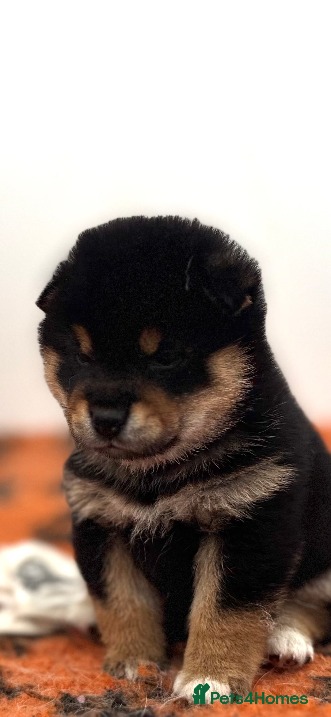 Japanese Shiba Inu dogs for sale: Shiba Inu Boy – Champion Crufts JP Heritage - Image 34