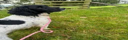 Sprocker dogs for sale: Sprocker Puppies  in Llangollen - Advert 2