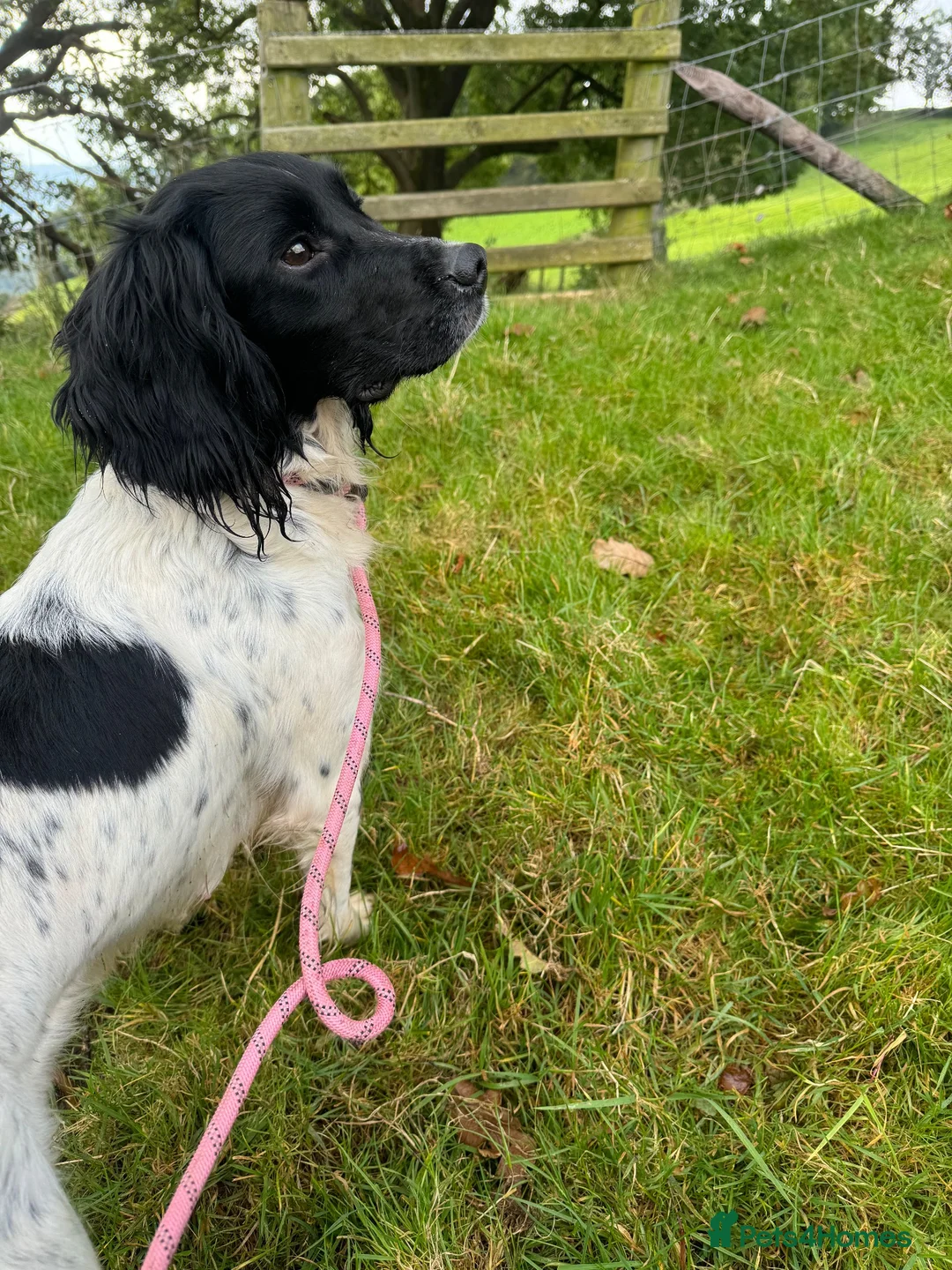 Sprocker dogs for sale: Sprocker Puppies  in Llangollen - Advert 2