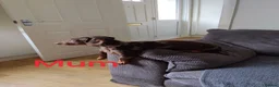 Mixed Breed dogs for sale: Miniature dachshund mixed with Patterdale  - Advert 12