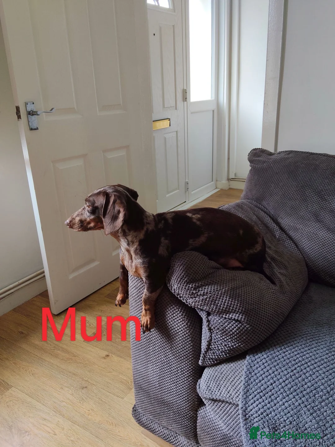 Mixed Breed dogs for sale: Miniature dachshund mixed with Patterdale  - Advert 12