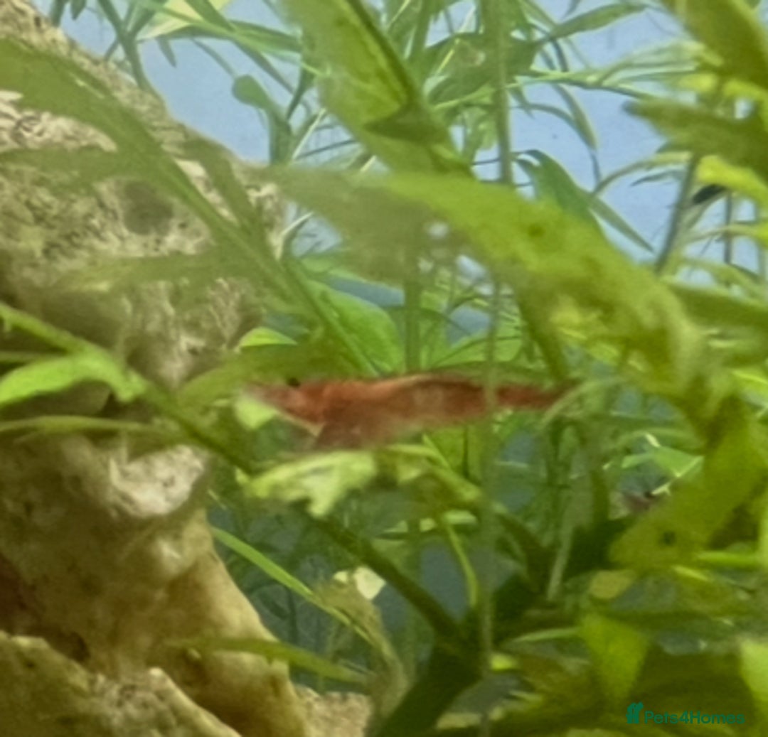 Shrimps fish for sale: Red cherry shrimp and blue dream shrimp - Advert 2