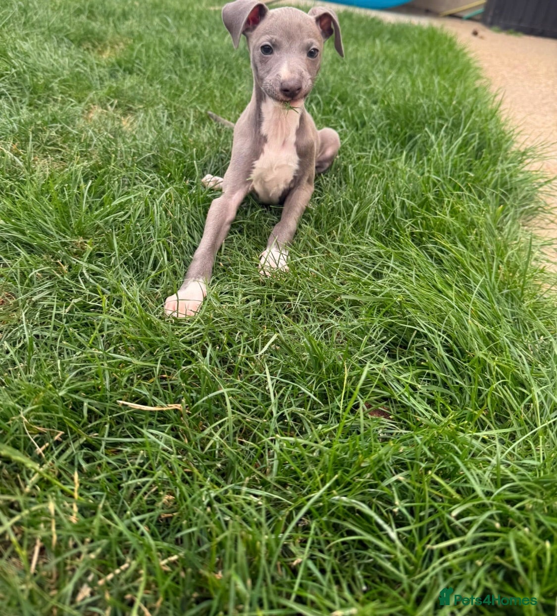 Italian Greyhound dogs 1 adorable boy Italian greyhound  - Advert 2