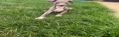Italian Greyhound 1