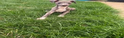 Italian Greyhound dogs for sale: 1 adorable boy Italian greyhound  - Advert 2