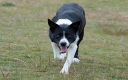 Border Collie dogs for stud: Black and white border collie for stud - Image 4