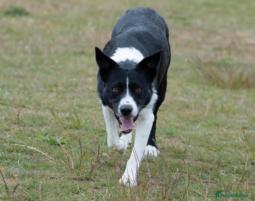 Border Collie dogs for stud: Black and white border collie for stud - Image 4