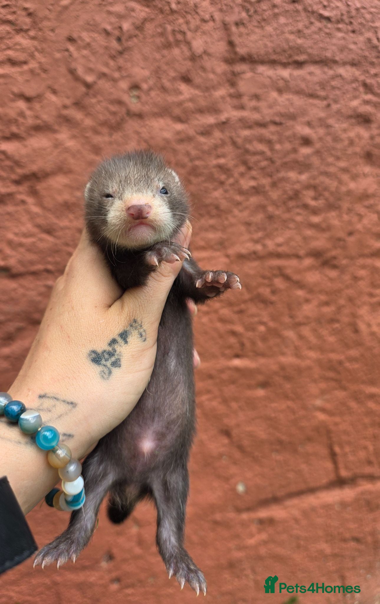 Ferret rodents Beautiful ferret kits - Advert 13