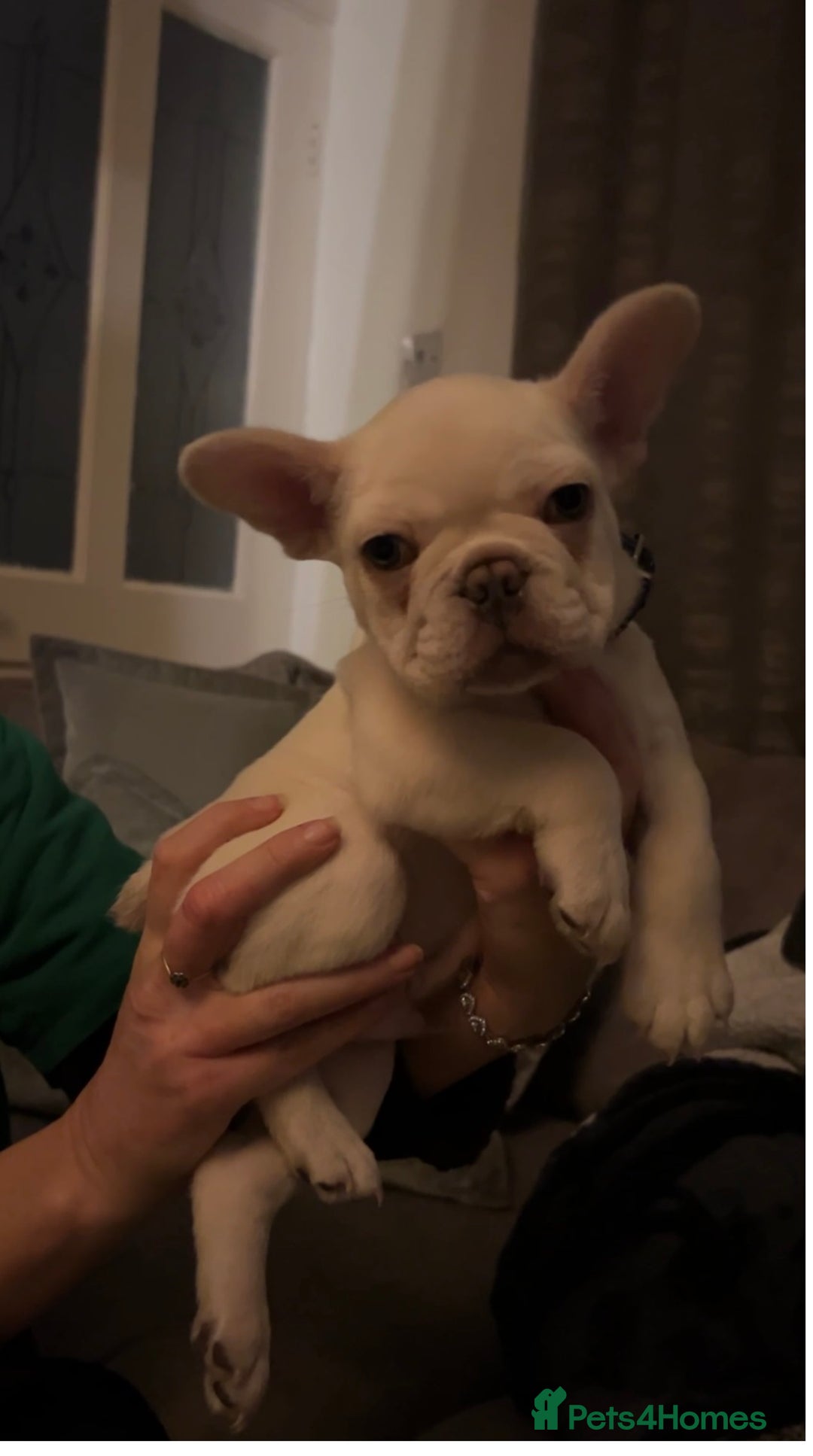 French Bulldog dogs for sale: French fries due to leave 3rd January  - Advert 20