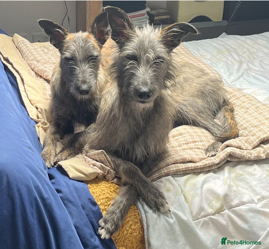 Mixed Breed dogs for sale: Lurcher Siblings - Image 1