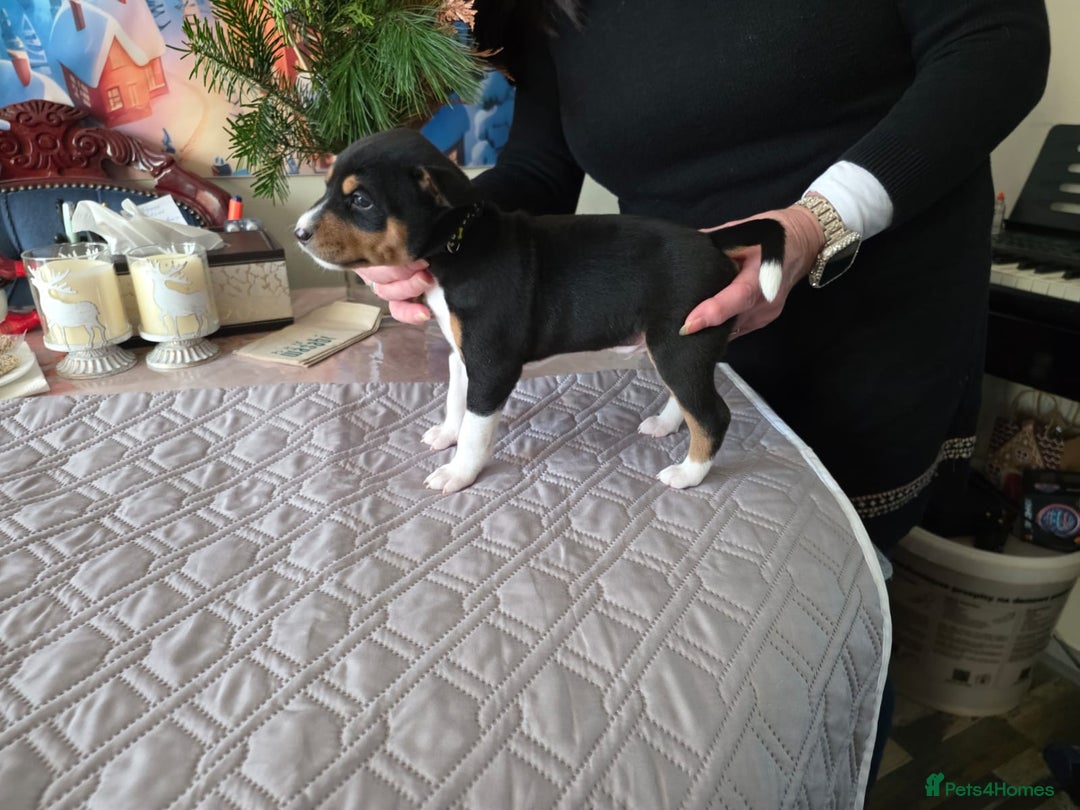 Basenji dogs for sale: Adorable Basenji Puppies Awaiting Their Heroes. - Advert 11