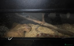 Corn Snake reptiles for sale: Corn snake with cabinet/terrarium - Image 3