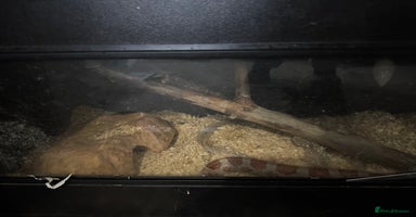 Corn Snake reptiles - Advert 1