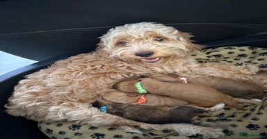 Cockapoo dogs - Advert 14