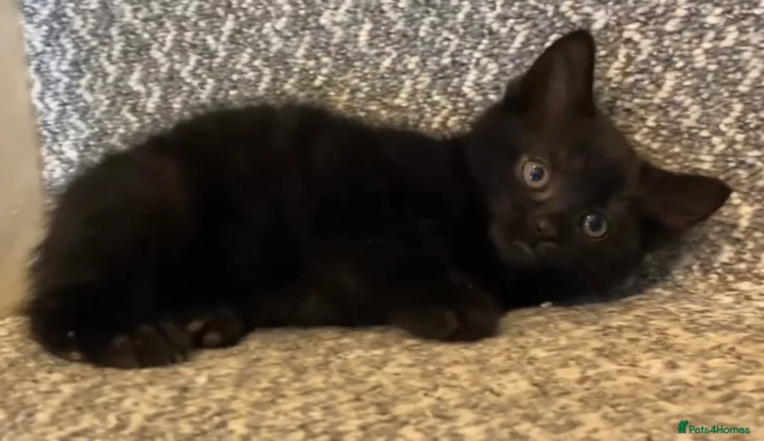 Mixed Breed cats for sale: REDUCED!! £100!! LAST KITTENS!! READY TO LEAVE  - Advert 1