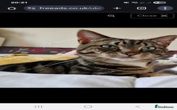 Mixed Breed cats for sale: Male tabby cat looking for forever home  - Image 1
