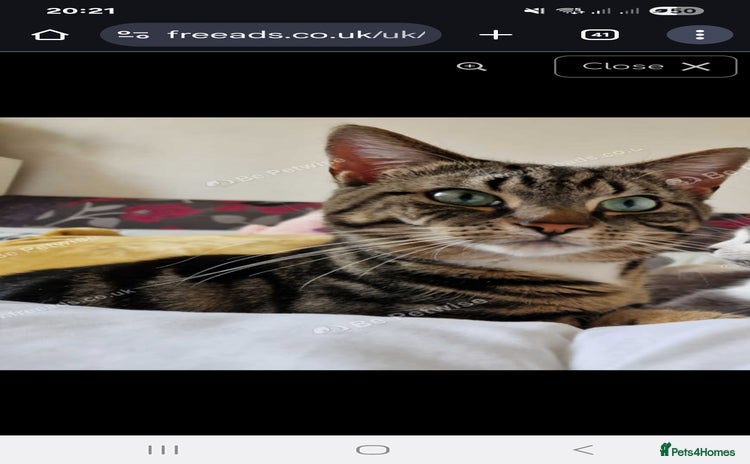 Mixed Breed cats - Advert 2