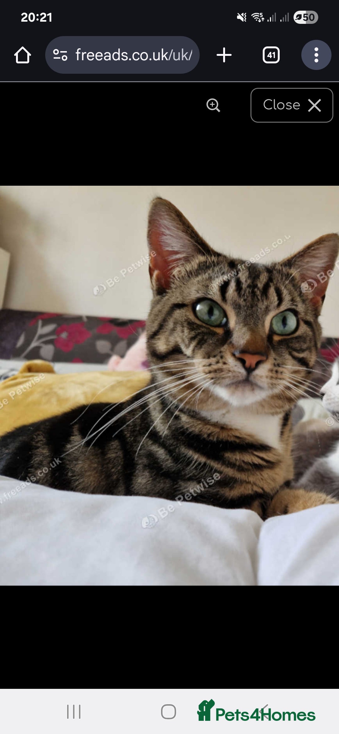 Mixed Breed cats for sale: Male tabby cat looking for forever home  - Image 1